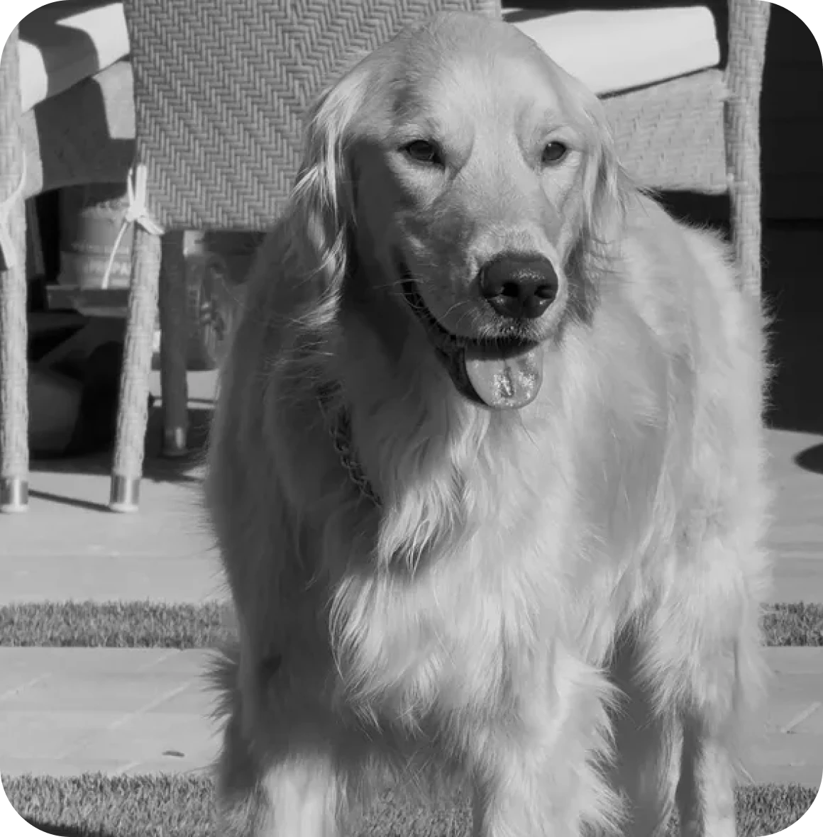 Golden retriever in black and white