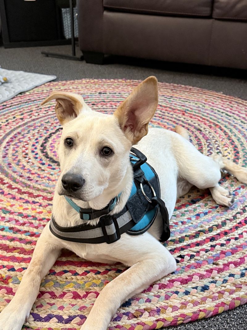 bentley-real-office-rug-harness