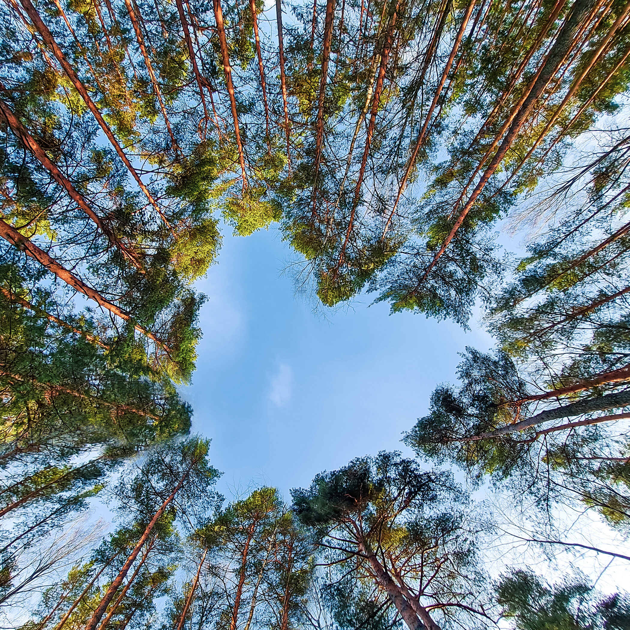 Crown of tall trees in the form of a heart. Love for the world, ecology. Environmental conservation concept.
